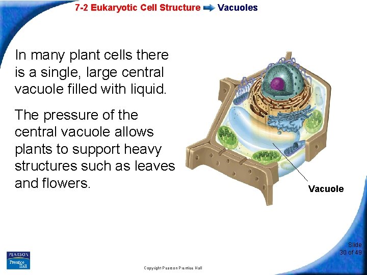 7 -2 Eukaryotic Cell Structure Vacuoles In many plant cells there is a single,