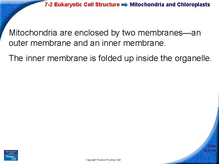7 -2 Eukaryotic Cell Structure Mitochondria and Chloroplasts Mitochondria are enclosed by two membranes—an