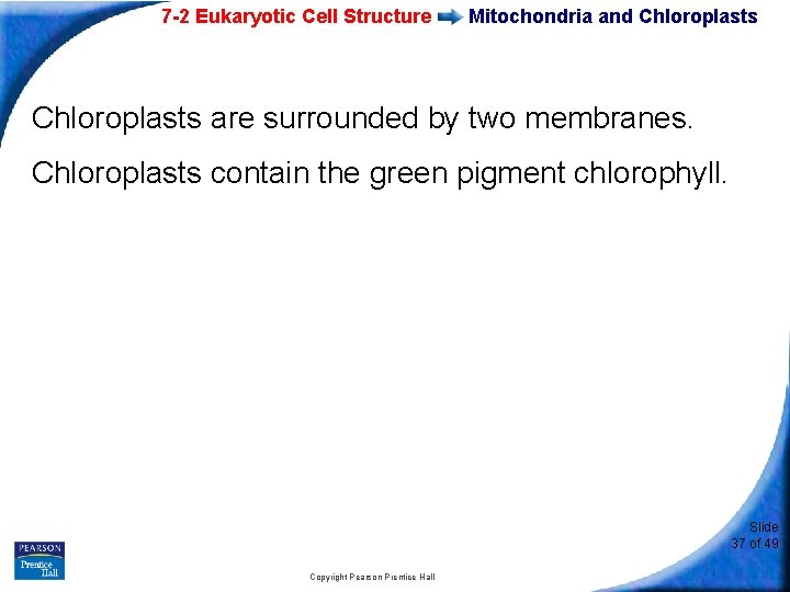 7 -2 Eukaryotic Cell Structure Mitochondria and Chloroplasts are surrounded by two membranes. Chloroplasts
