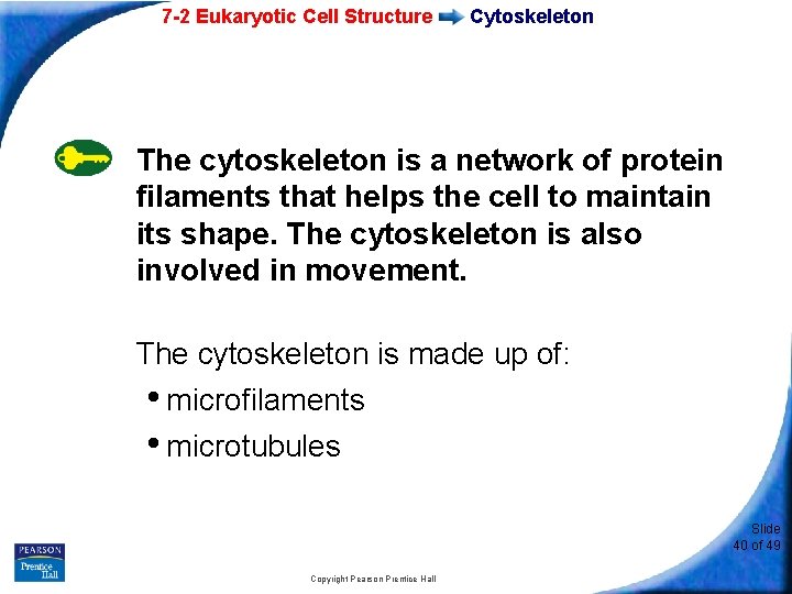 7 -2 Eukaryotic Cell Structure Cytoskeleton The cytoskeleton is a network of protein filaments