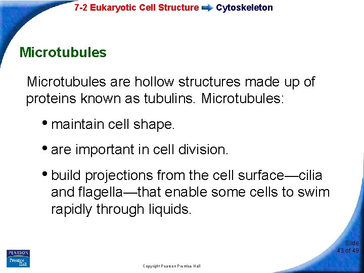 7 -2 Eukaryotic Cell Structure Cytoskeleton Microtubules are hollow structures made up of proteins