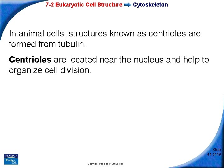 7 -2 Eukaryotic Cell Structure Cytoskeleton In animal cells, structures known as centrioles are