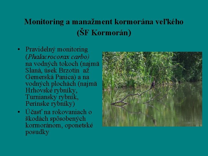 Monitoring a manažment kormorána veľkého (ŠF Kormorán) • Pravidelný monitoring (Phalacrocorax carbo) na vodných