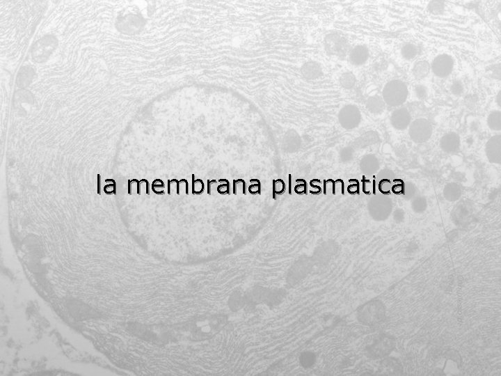 la membrana plasmatica 