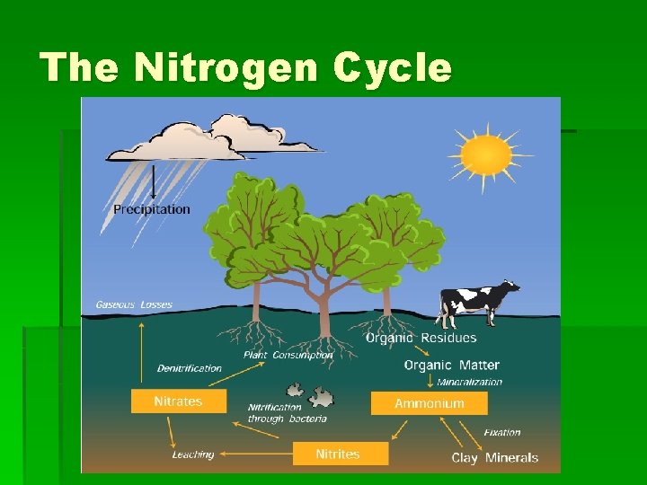 The Nitrogen Cycle 