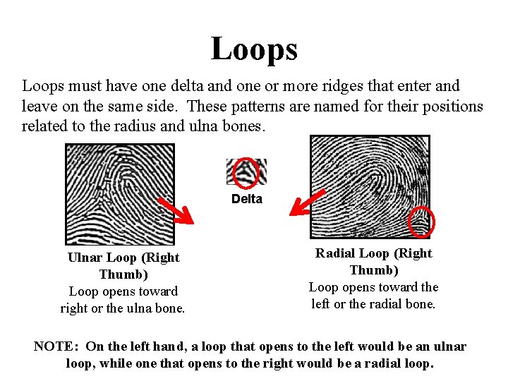 Loops must have one delta and one or more ridges that enter and leave Loops must have one delta and one or more ridges that enter and leave
