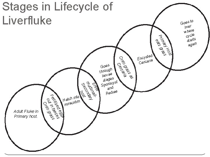 Stages in Lifecycle of Liverfluke st Ho ry s ma ras Pri ats g