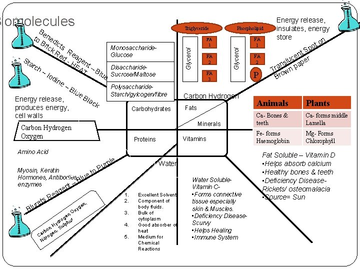 Biomolecules Triglyceride Be Monosaccharide. Glucose Disaccharide. Sucrose/Maltose FA 3 Polysaccharide. Starch/gylcogen/fibre Carbohydrates cell walls