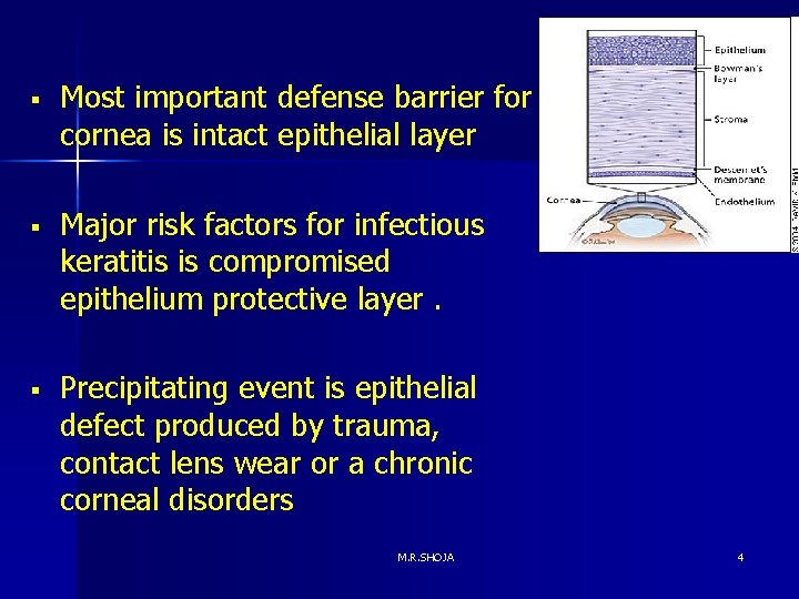 § Most important defense barrier for cornea is intact epithelial layer § Major risk