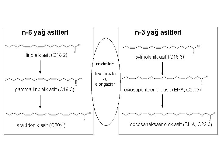 n-6 yağ asitleri n-3 yağ asitleri linoleik asit (C 18: 2) -linolenik asit (C
