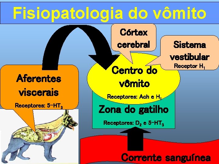 Fisiopatologia do vômito Córtex cerebral Aferentes viscerais Receptores: 5 -HT 3 Centro do vômito