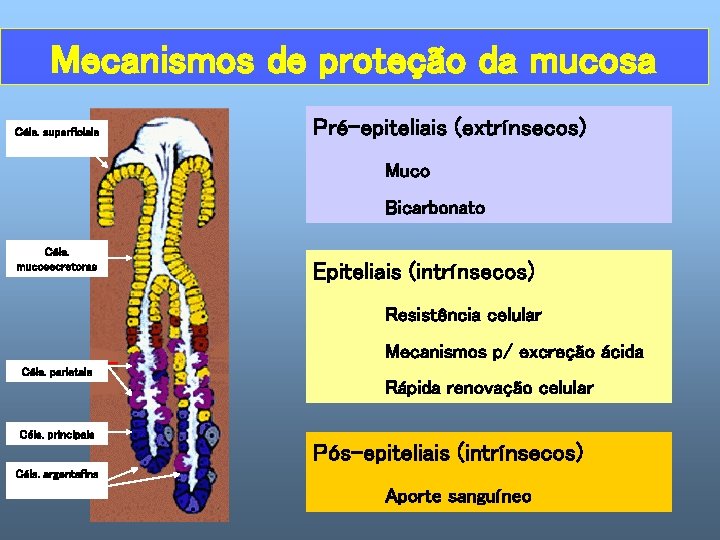 Mecanismos de proteção da mucosa Céls. superficiais Pré-epiteliais (extrínsecos) Muco Bicarbonato Céls. mucosecretoras Epiteliais