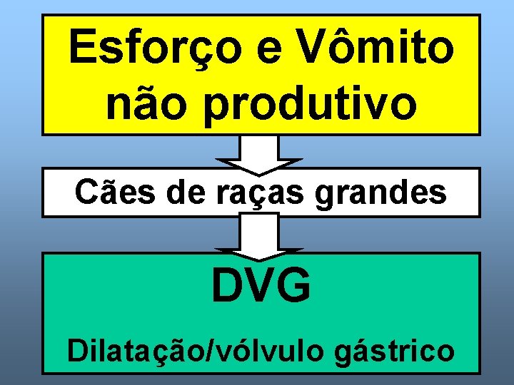 Esforço e Vômito não produtivo Cães de raças grandes DVG Dilatação/vólvulo gástrico 