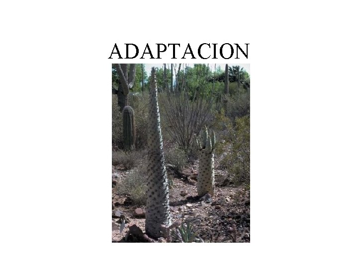 ADAPTACION 