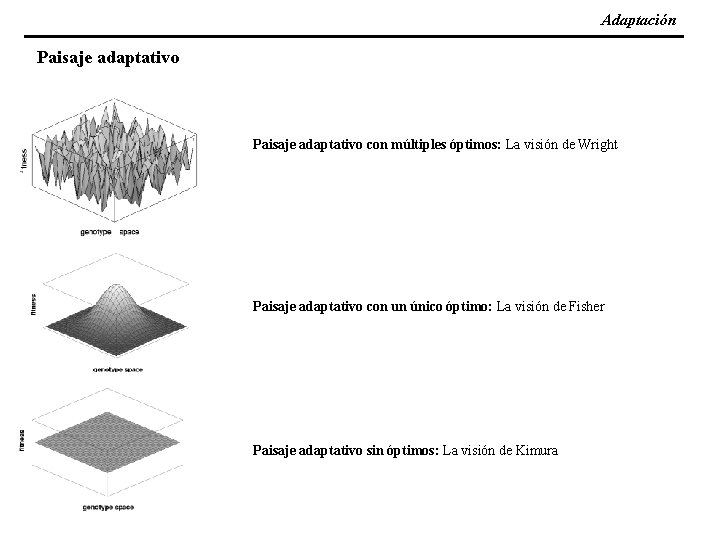 Adaptación Paisaje adaptativo con múltiples óptimos: La visión de Wright Paisaje adaptativo con un