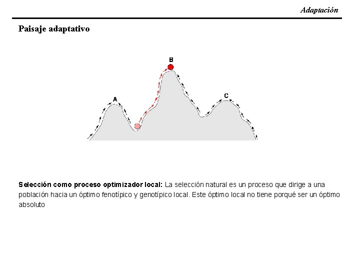 Adaptación Paisaje adaptativo Selección como proceso optimizador local: La selección natural es un proceso