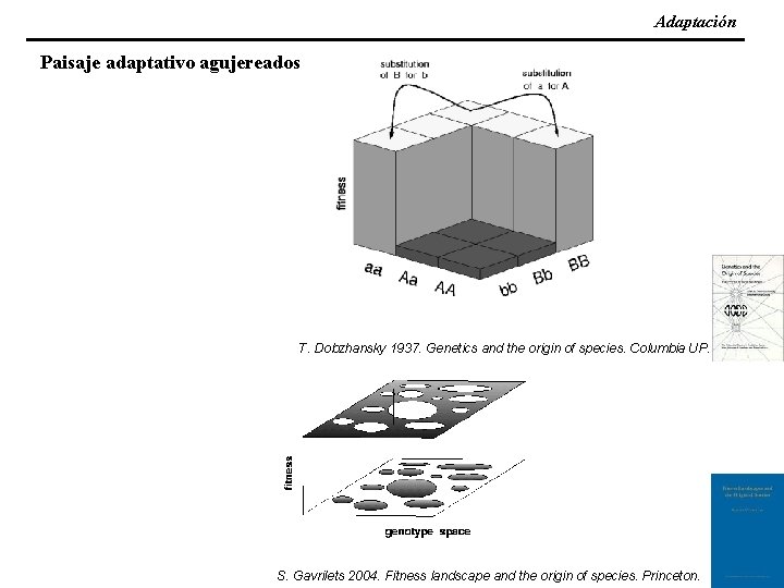 Adaptación Paisaje adaptativo agujereados T. Dobzhansky 1937. Genetics and the origin of species. Columbia