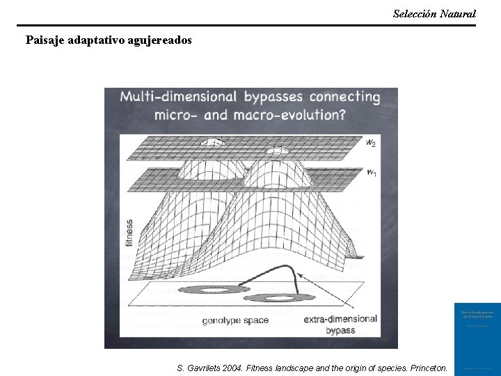 Selección Natural Paisaje adaptativo agujereados S. Gavrilets 2004. Fitness landscape and the origin of