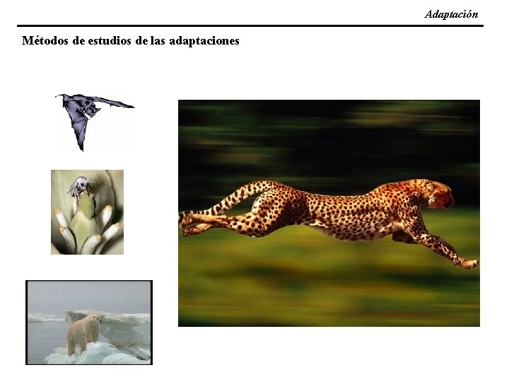 Adaptación Métodos de estudios de las adaptaciones 