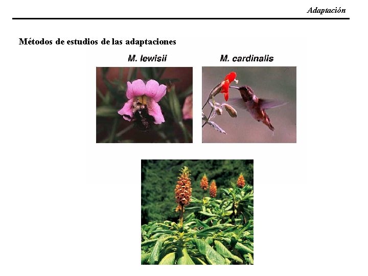 Adaptación Métodos de estudios de las adaptaciones 