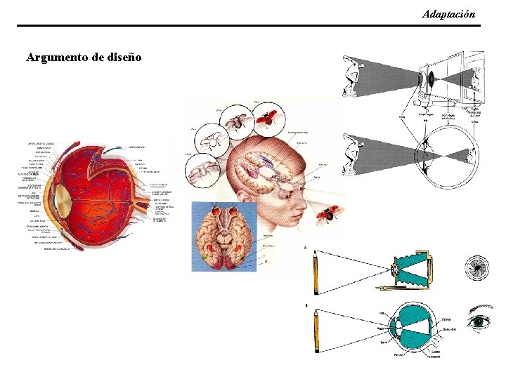 Adaptación Argumento de diseño 