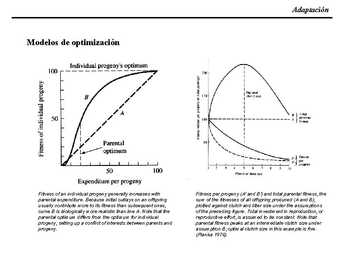 Adaptación Modelos de optimización Fitness of an individual progeny generally increases with parental expenditure.