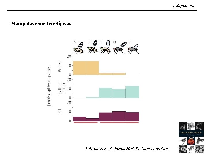 Adaptación Manipulaciones fenotípicas S. Freeman y J. C. Herron 2004. Evolutionary Analysis 