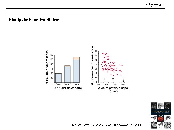 Adaptación Manipulaciones fenotípicas S. Freeman y J. C. Herron 2004. Evolutionary Analysis 