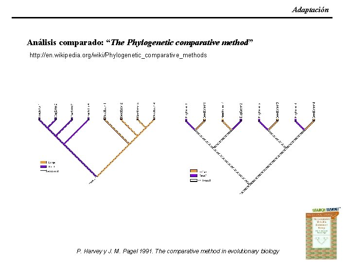 Adaptación Análisis comparado: “The Phylogenetic comparative method” http: //en. wikipedia. org/wiki/Phylogenetic_comparative_methods P. Harvey y