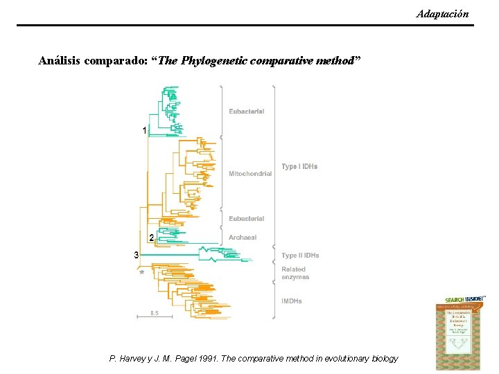 Adaptación Análisis comparado: “The Phylogenetic comparative method” P. Harvey y J. M. Pagel 1991.