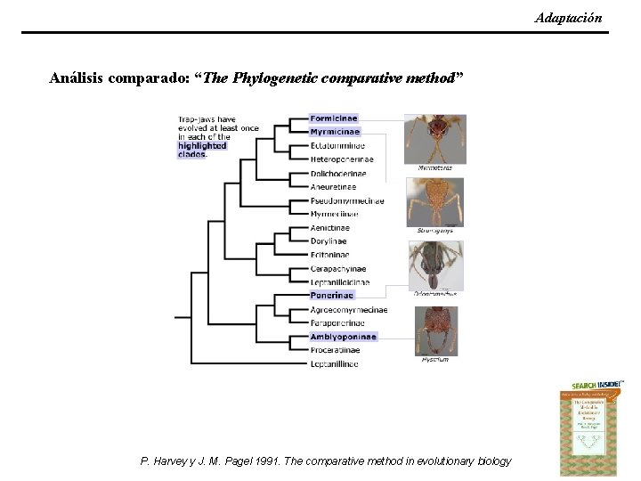 Adaptación Análisis comparado: “The Phylogenetic comparative method” P. Harvey y J. M. Pagel 1991.