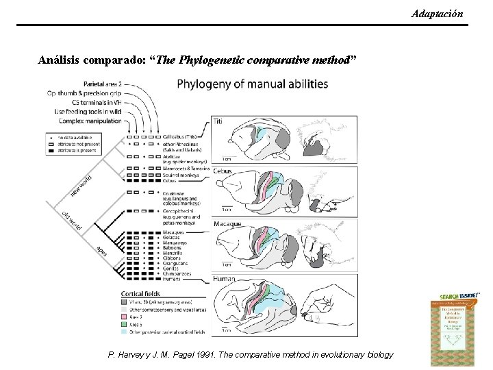 Adaptación Análisis comparado: “The Phylogenetic comparative method” P. Harvey y J. M. Pagel 1991.