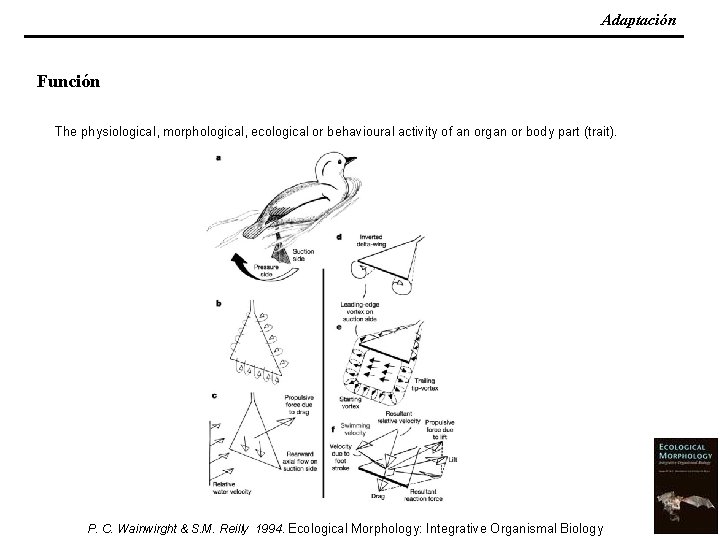 Adaptación Función The physiological, morphological, ecological or behavioural activity of an organ or body
