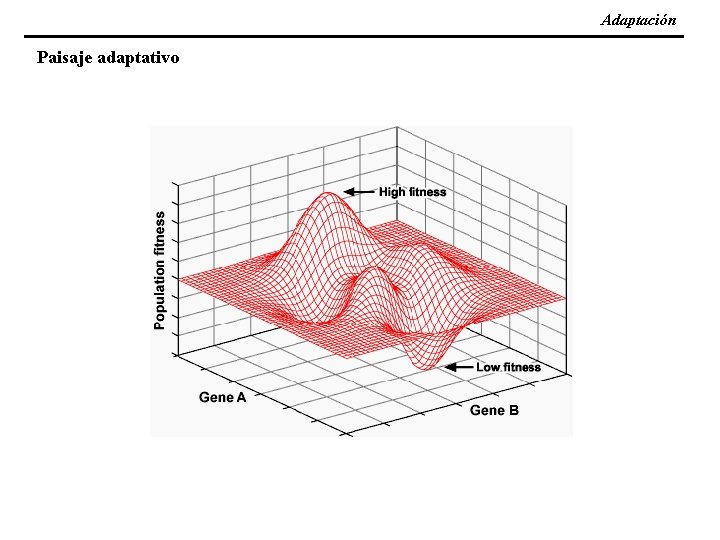 Adaptación Paisaje adaptativo 