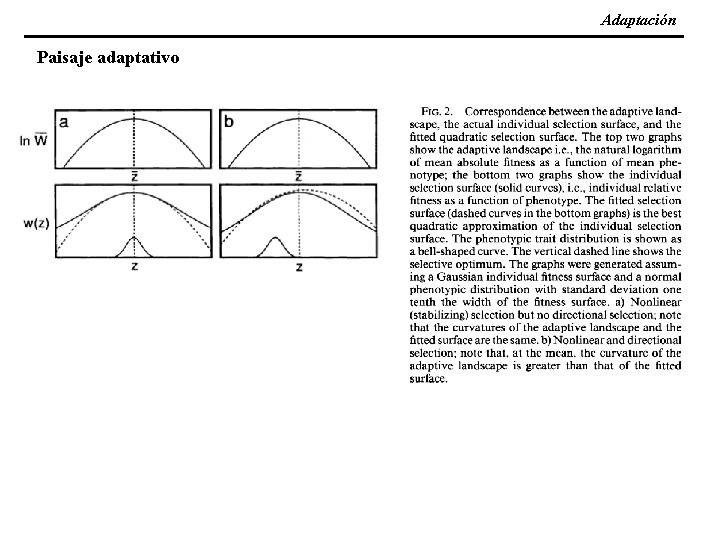 Adaptación Paisaje adaptativo 
