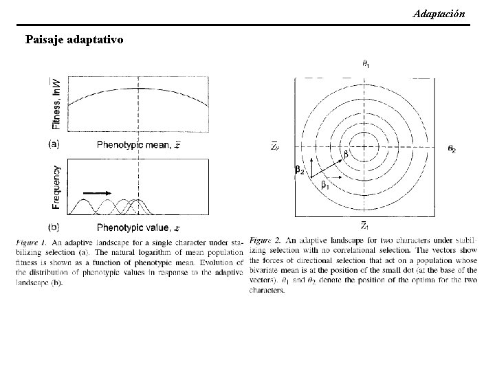 Adaptación Paisaje adaptativo 