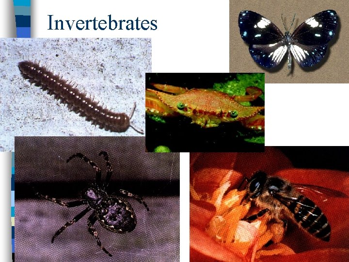 Invertebrates 