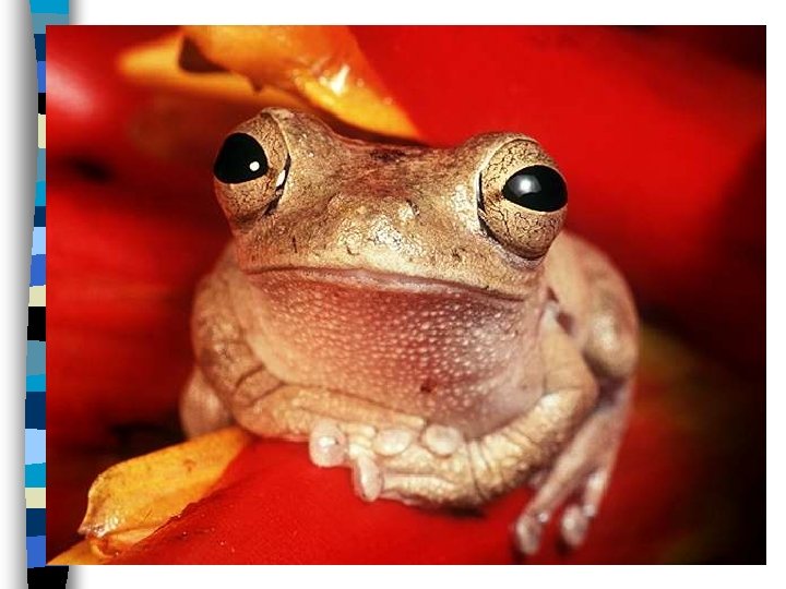 Characteristics of Amphibians U U U Body covered with moist skin without scales Use