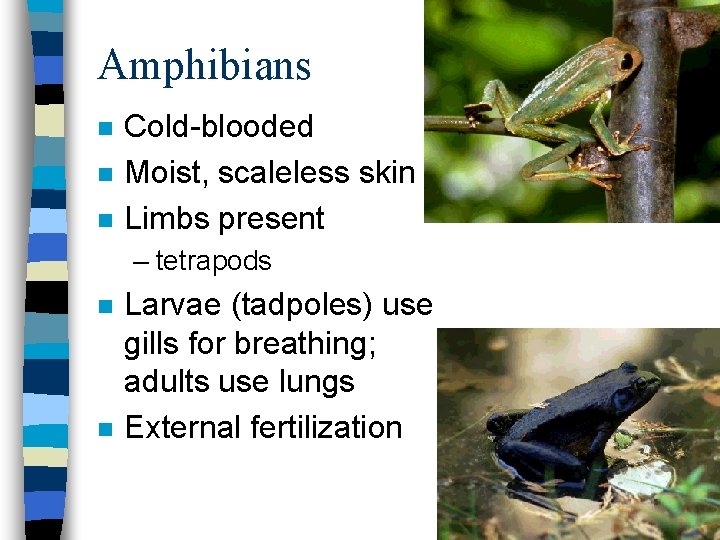 Amphibians n n n Cold-blooded Moist, scaleless skin Limbs present – tetrapods n n