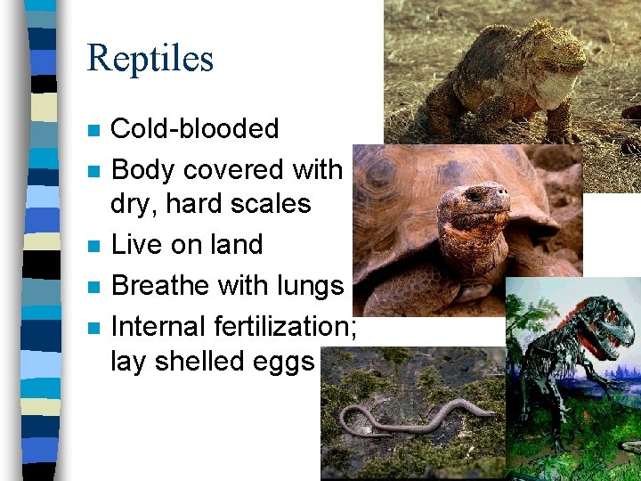 Reptiles n n n Cold-blooded Body covered with dry, hard scales Live on land