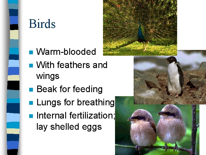 Birds n n n Warm-blooded With feathers and wings Beak for feeding Lungs for