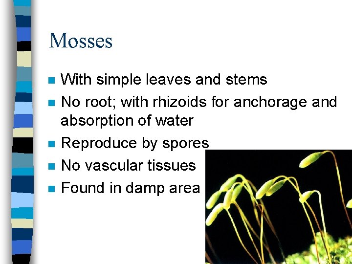 Mosses n n n With simple leaves and stems No root; with rhizoids for