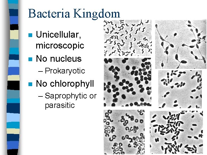 Bacteria Kingdom n n Unicellular, microscopic No nucleus – Prokaryotic n No chlorophyll –