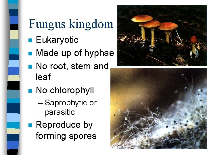 Fungus kingdom n n Eukaryotic Made up of hyphae No root, stem and leaf
