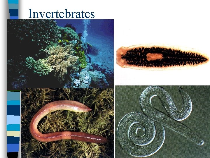 Invertebrates 