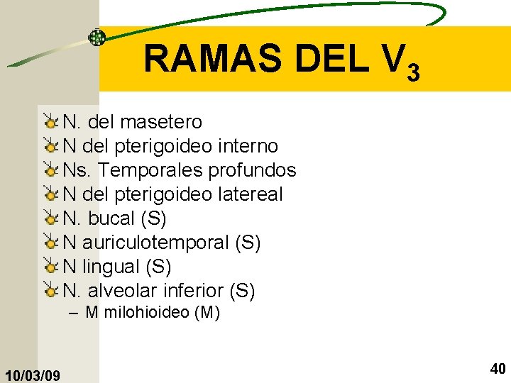 RAMAS DEL V 3 N. del masetero N del pterigoideo interno Ns. Temporales profundos
