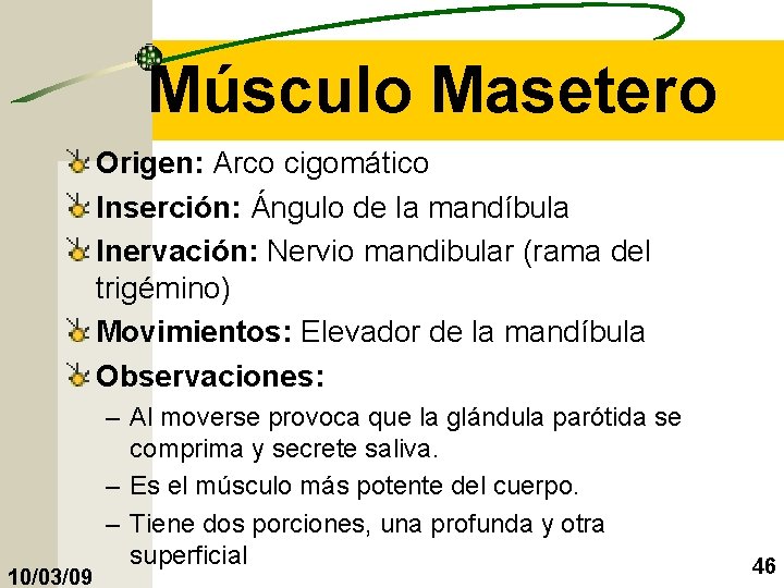 Músculo Masetero Origen: Arco cigomático Inserción: Ángulo de la mandíbula Inervación: Nervio mandibular (rama
