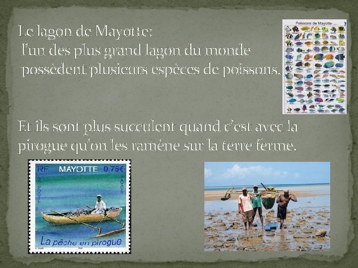 Le lagon de Mayotte: l’un des plus grand lagon du monde possèdent plusieurs espèces