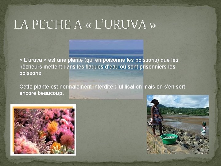 LA PECHE A « L’URUVA » « L’uruva » est une plante (qui empoisonne