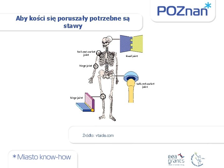 Aby kości się poruszały potrzebne są stawy Źródło: vtaide. com 